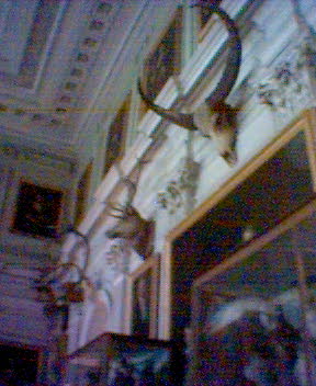 mounted antelope heads at Calke Abbey