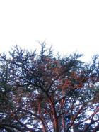 red tree at dusk