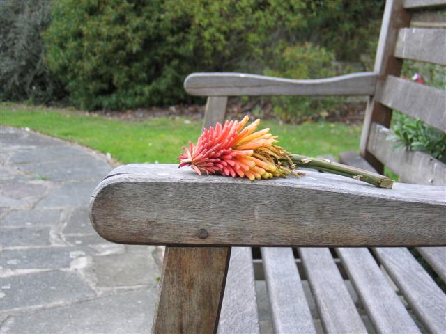 Flower on a bench
