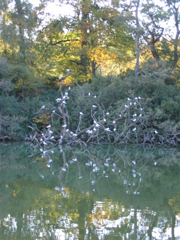 seagulls on a branche over a lake