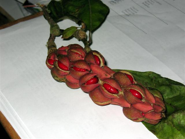 weirdy plant is ALIVE