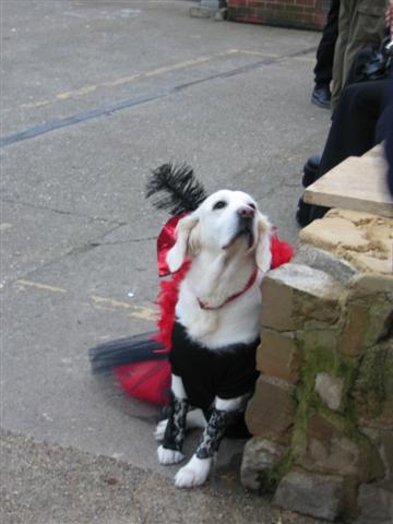 A goth dog
