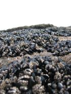 Seashells at Staithes in Yorkshire