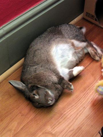 sleepy rabbit