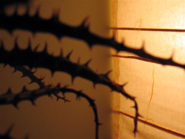 Silhouette of aloe plant