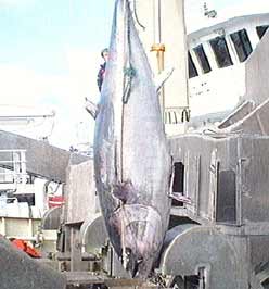 humongous tuna